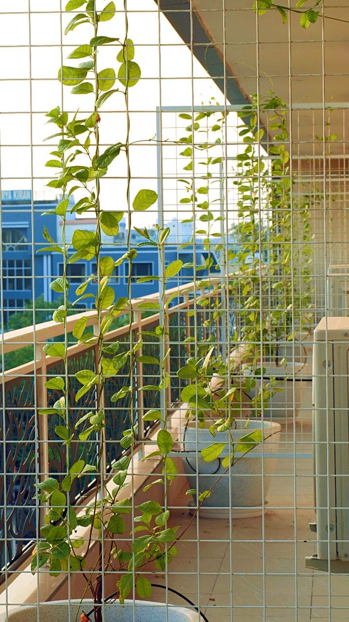 Green balcony wall